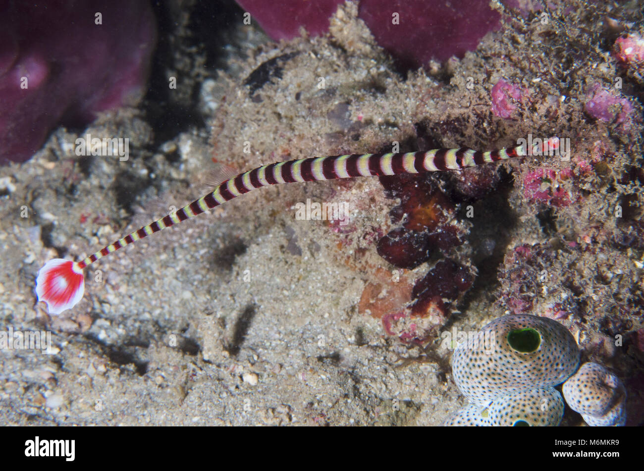 Ringed Pipefish High Resolution Stock Photography and Images - Alamy