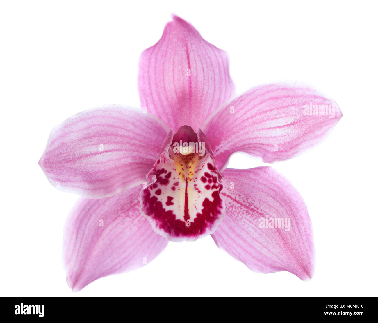 Close-up of pink Orchid flower on white background Stock Photo - Alamy