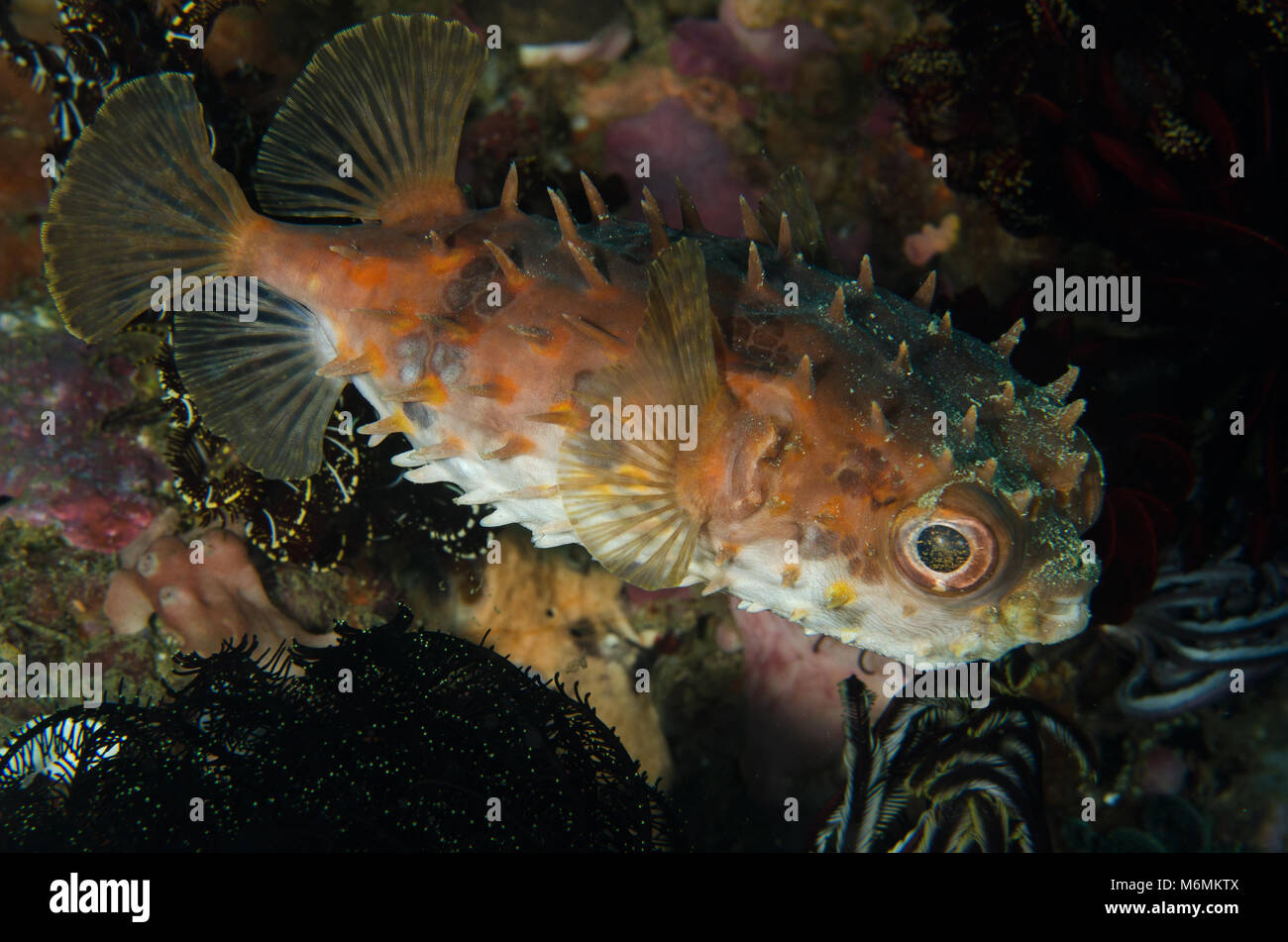 Porcupinesish, Orbicular Burrfish, Cyclichthys orbicularis, Diodontidae, Anilao, Philippines, Asia Stock Photo