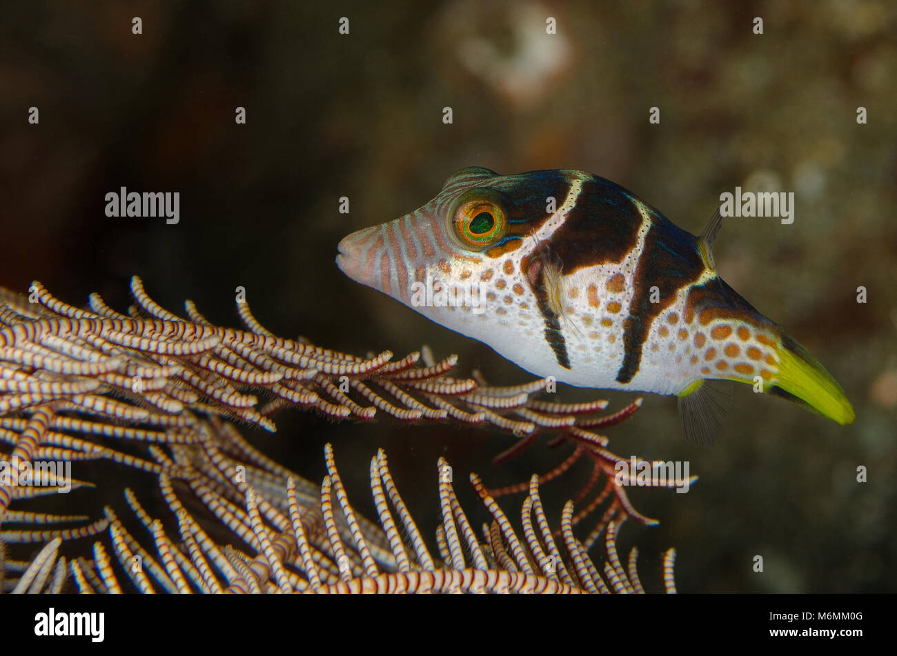 Saddler Pufferfish, Canthigaster valentini, Tetraodontidae, Anilao, Philippines, Asia Stock Photo