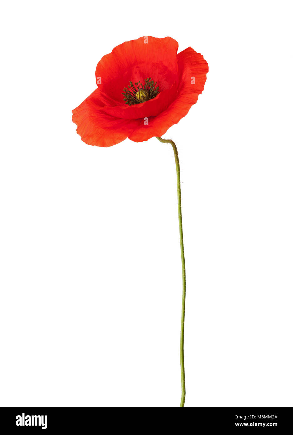 Close up wild poppy Cut Out Stock Images & Pictures - Alamy