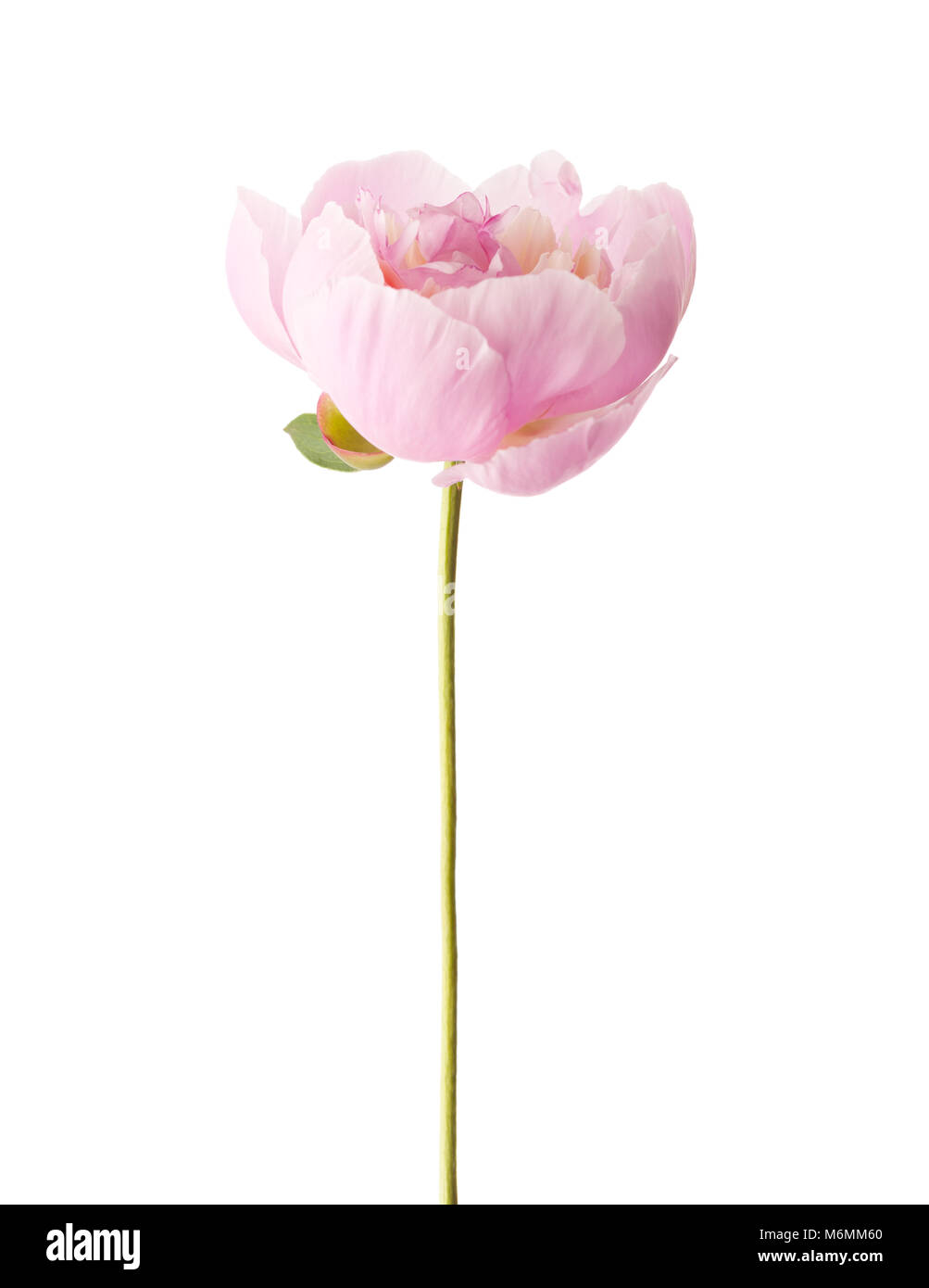 Light pink peony isolated on white background Stock Photo - Alamy