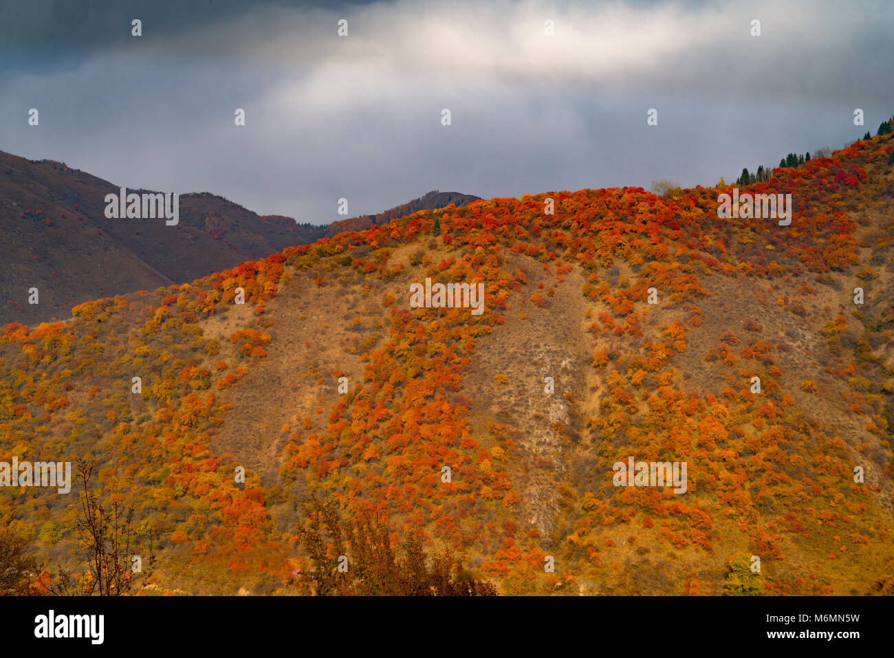 Fall color in Zailiyskiy Alatau Mountains, Kazakhstan, Central Asia Stock Photo