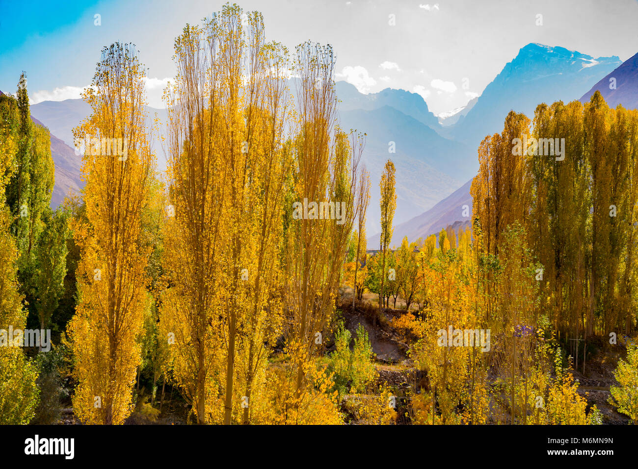 Poplar trees and peaks, Gissar Mountains in autumn, Tajikistan. Central Asia Stock Photo