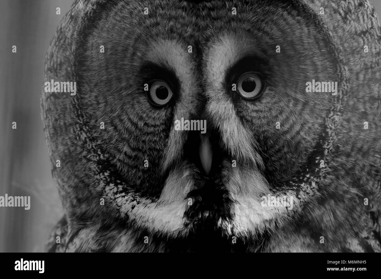 Black and white image of great grey owl face looking straight at camera Stock Photo