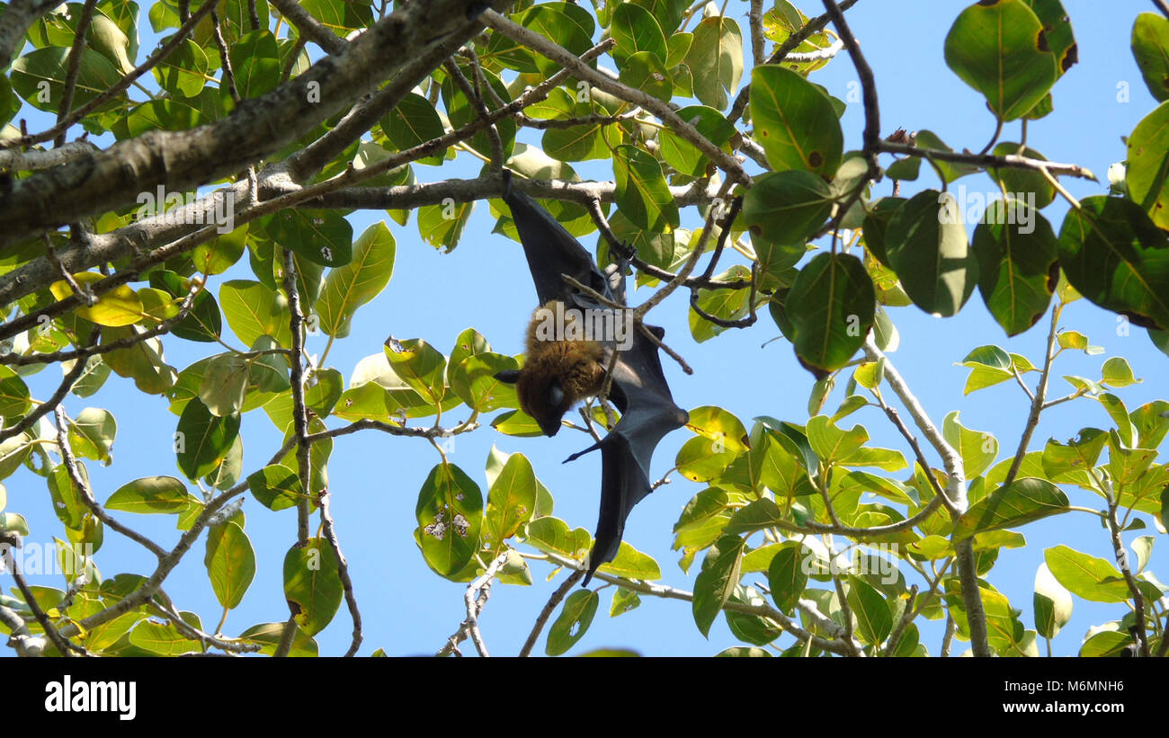 Large fruit bat hanging during the day in the Maldives Stock Photo