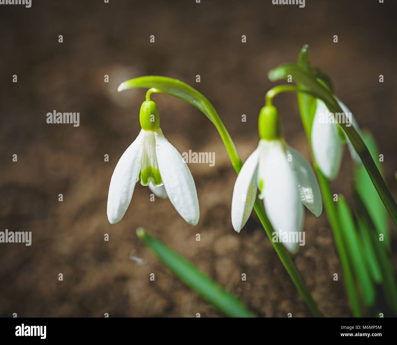 Snowdrops in the early spring garden. Stock Photo