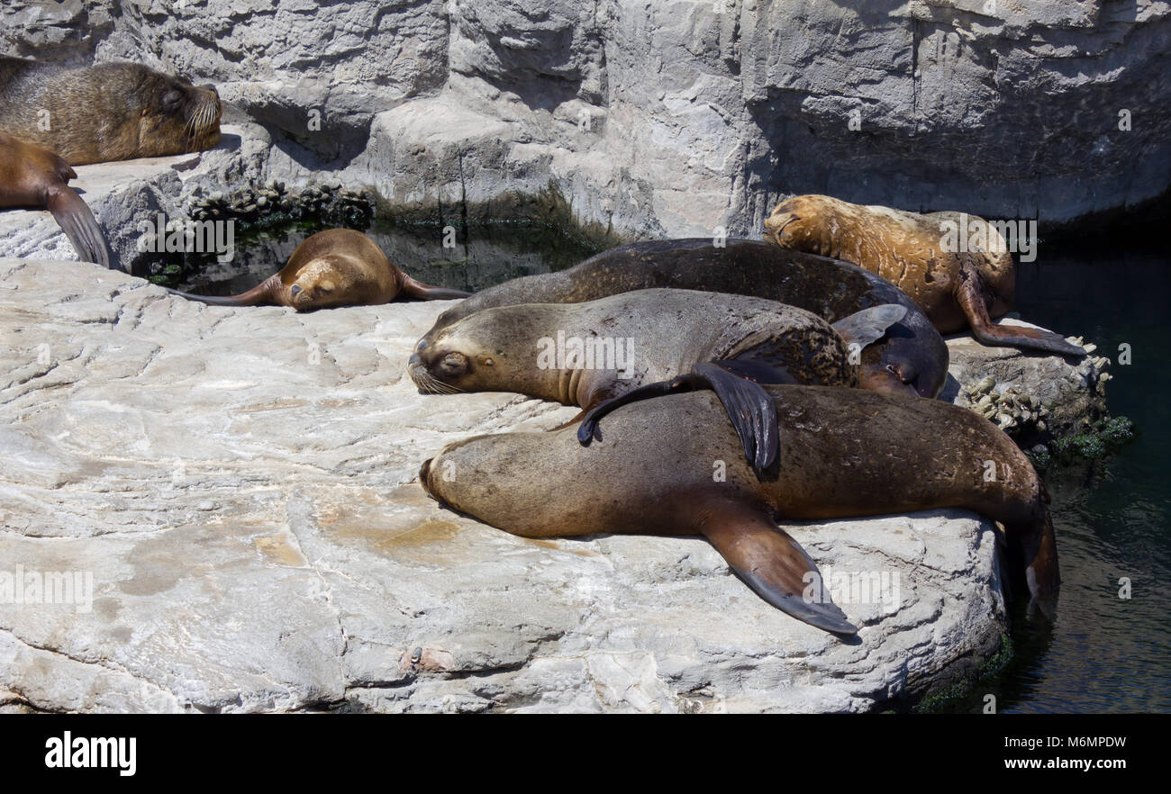 Adult sleeping on rock hires stock photography and images Alamy