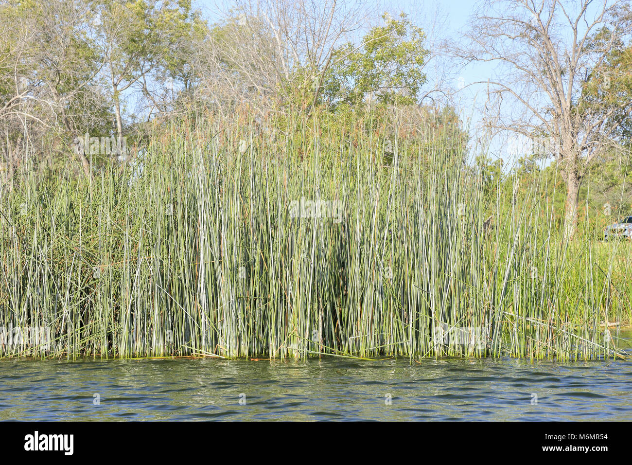 packed water reeds growing at El Dorado East Regional Park, Long Beach ...