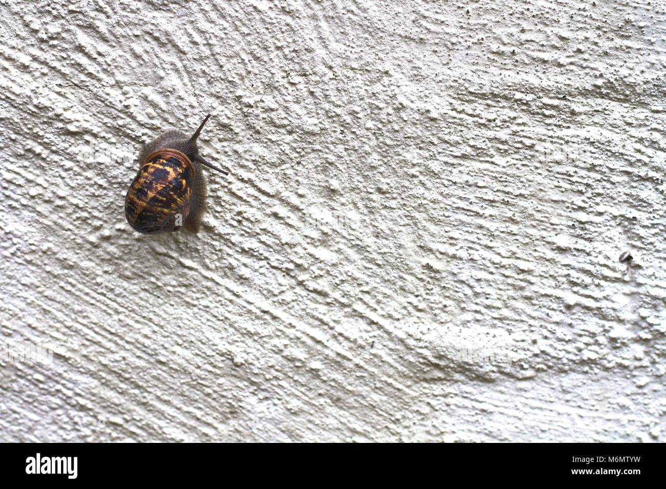 Garden snail climbing up rough white wall. Stock Photo