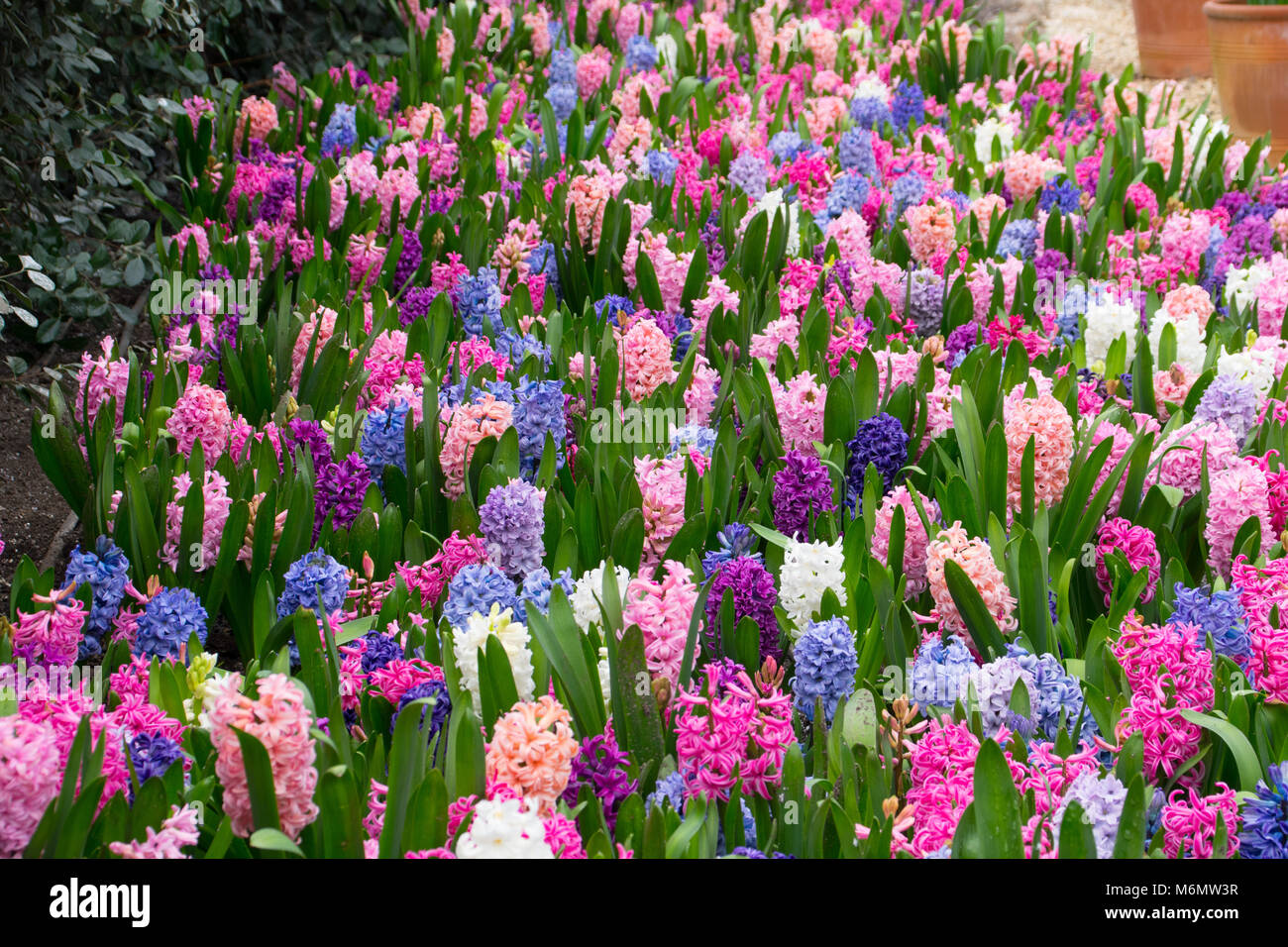 Mass planting of Hyacinth flowers Stock Photo