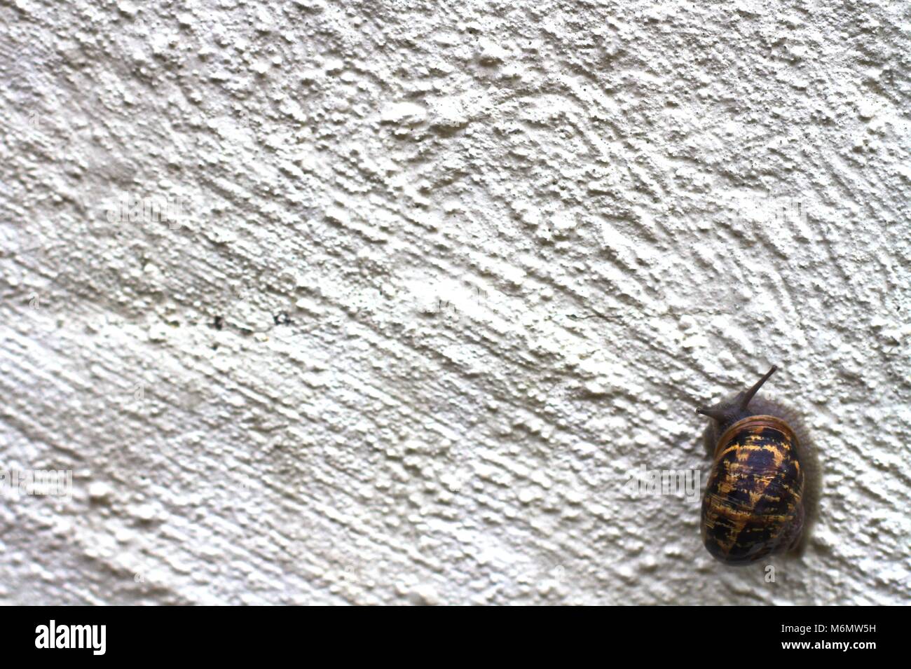 Garden snail climbing up rough white wall. Stock Photo
