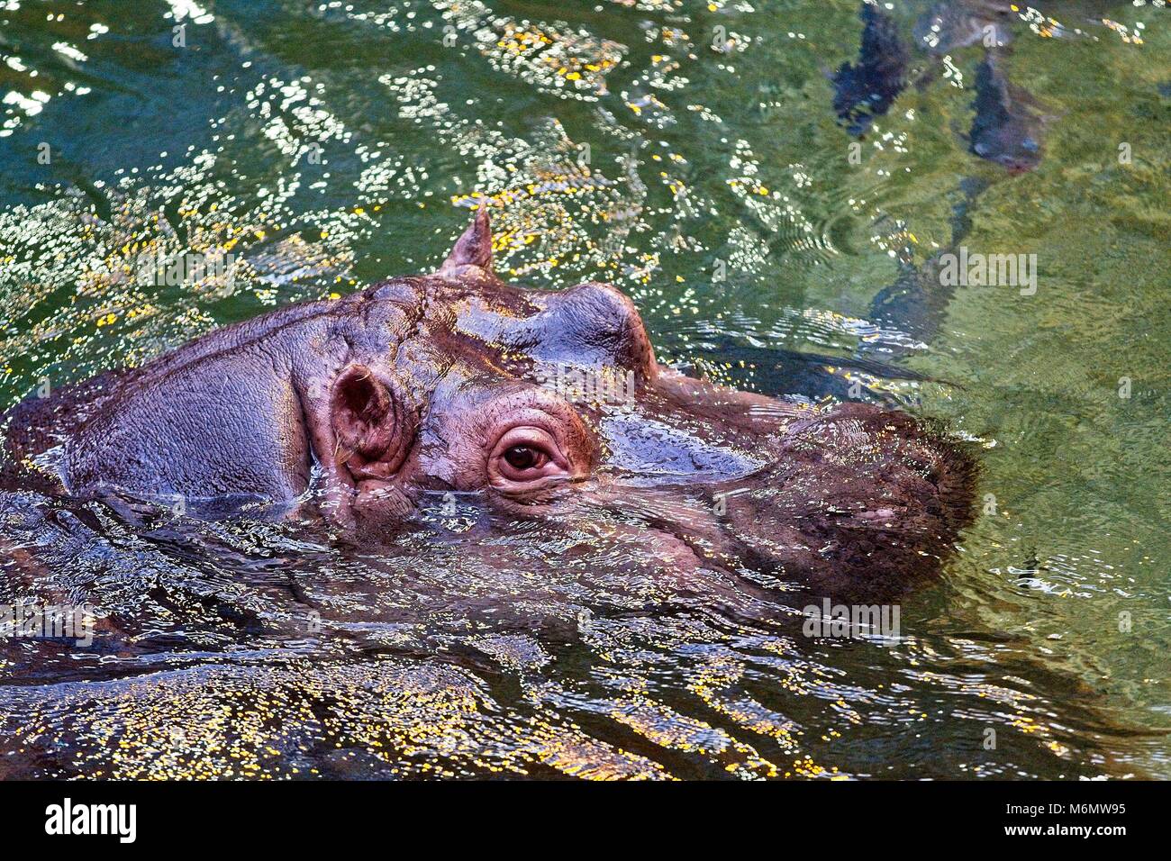 Hippopotamus in the water. Close-up to head. Photo taken from above. Stock Photo