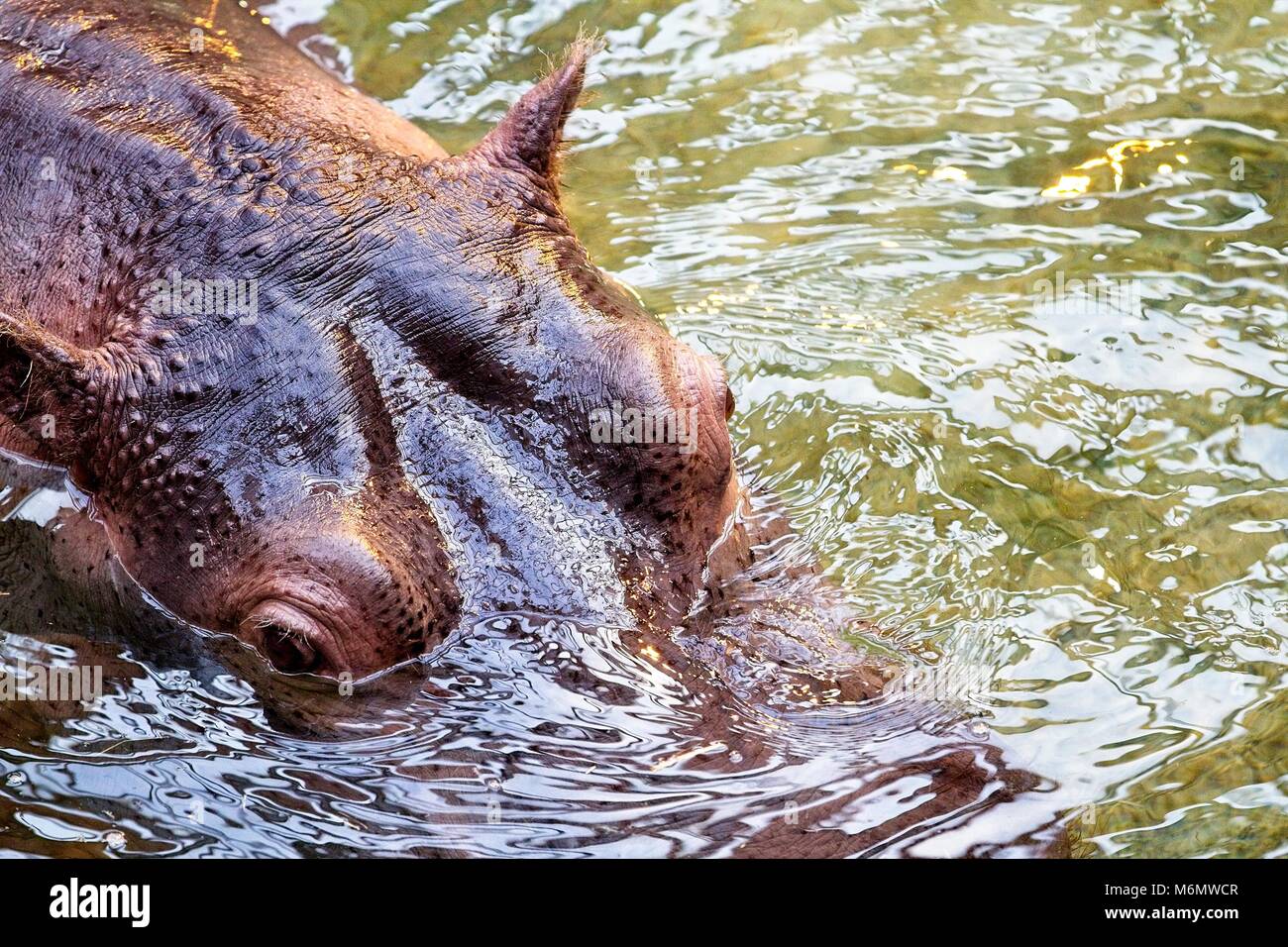 Hippopotamus in the water. Close-up to head. Photo taken from above. Stock Photo