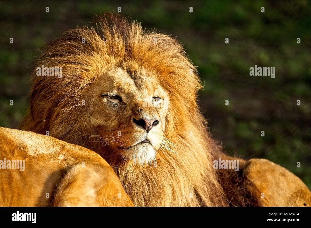 Lion - portrait in sunny day. Golden sun. Stock Photo