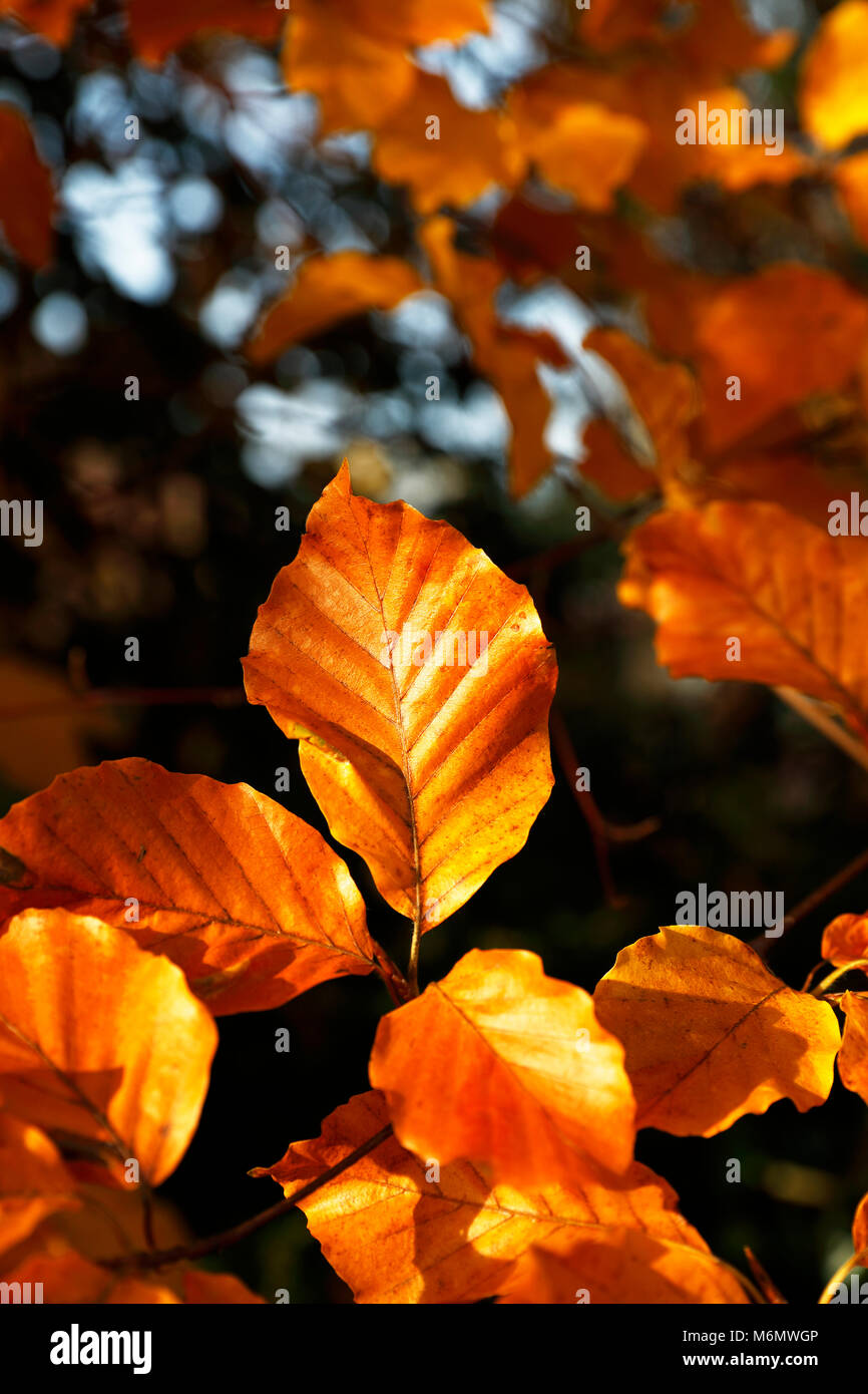 Copper beech (Fagus sylvatica purpurea) tree leaves in autumn showing beautiful colour. Stock Photo