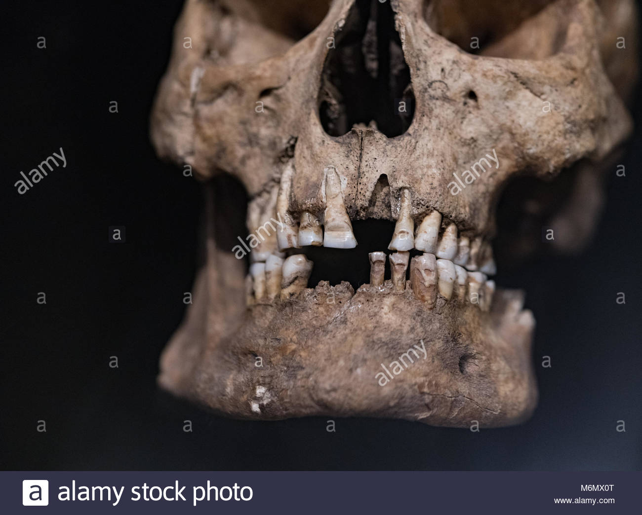 The Vikings Tooth