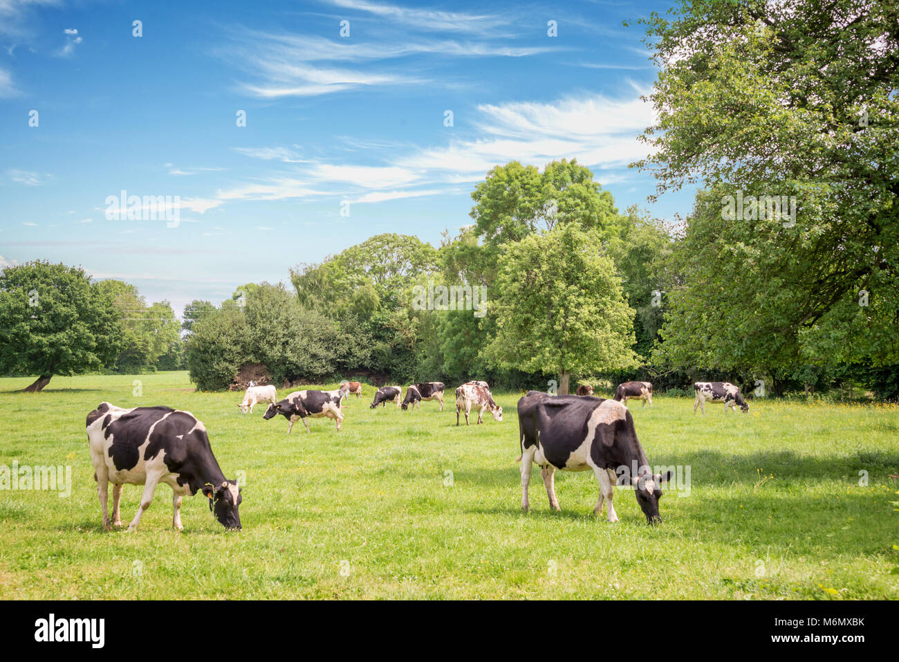 Norman cows grazing on grassy green field with trees on a bright sunny day in Normandy, France. Summer countryside landscape and pasture for cows Stock Photo