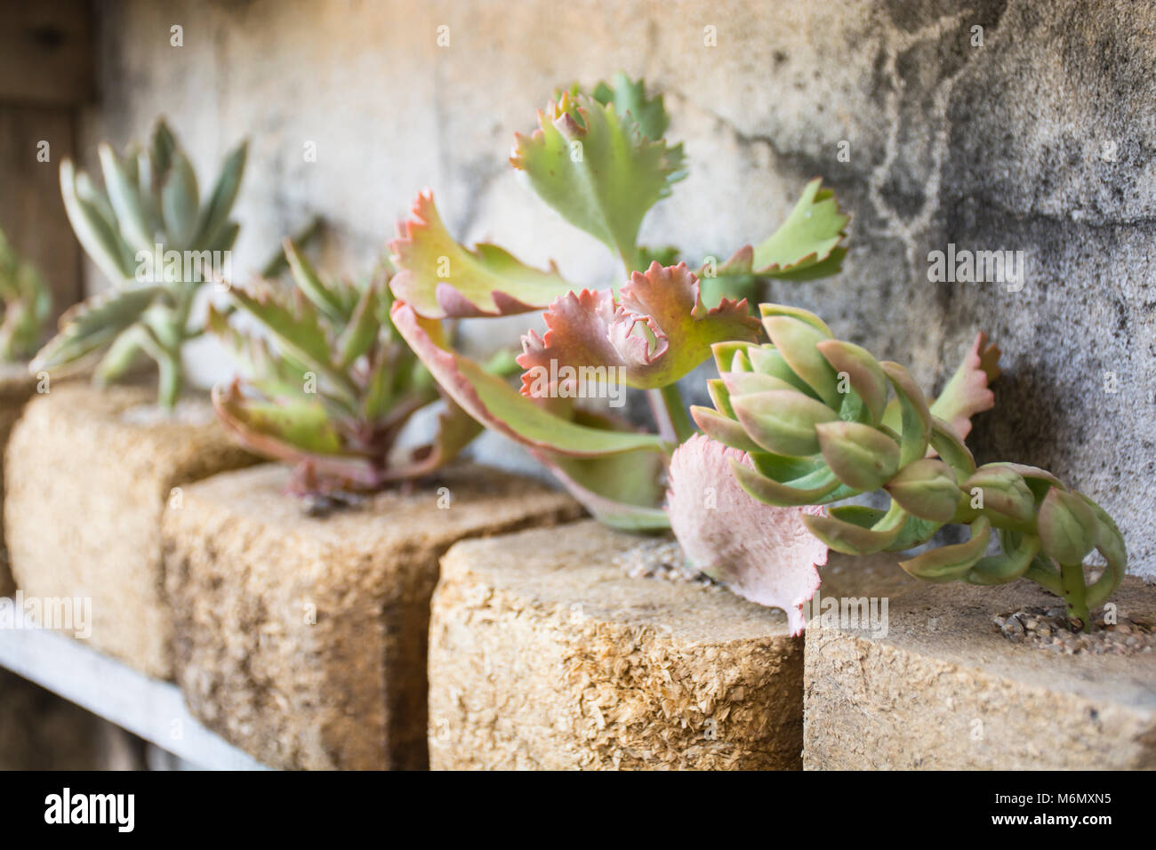 Succulent plants Stock Photo