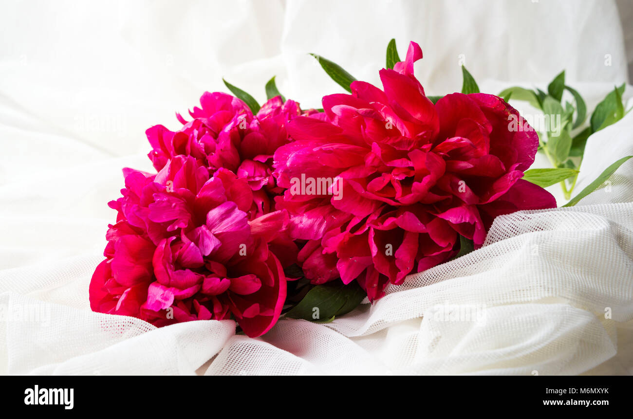 Red Peony Flowers On White Textile Background Stock Photo Alamy Red Peony Flowers On White Textile Background Stock Photo Alamy