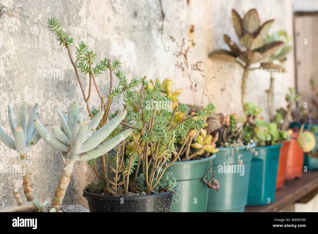 Row of succulent plants in pots Stock Photo