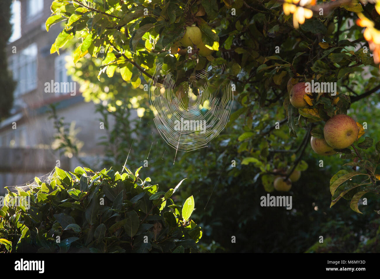 Spider web and apple tree in early morning sun Stock Photo