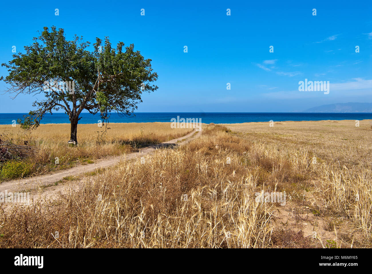 Lonely olive tree on a beveled field by the sea with a blue cloudy sky, Limassol, Cyprus. Stock Photo