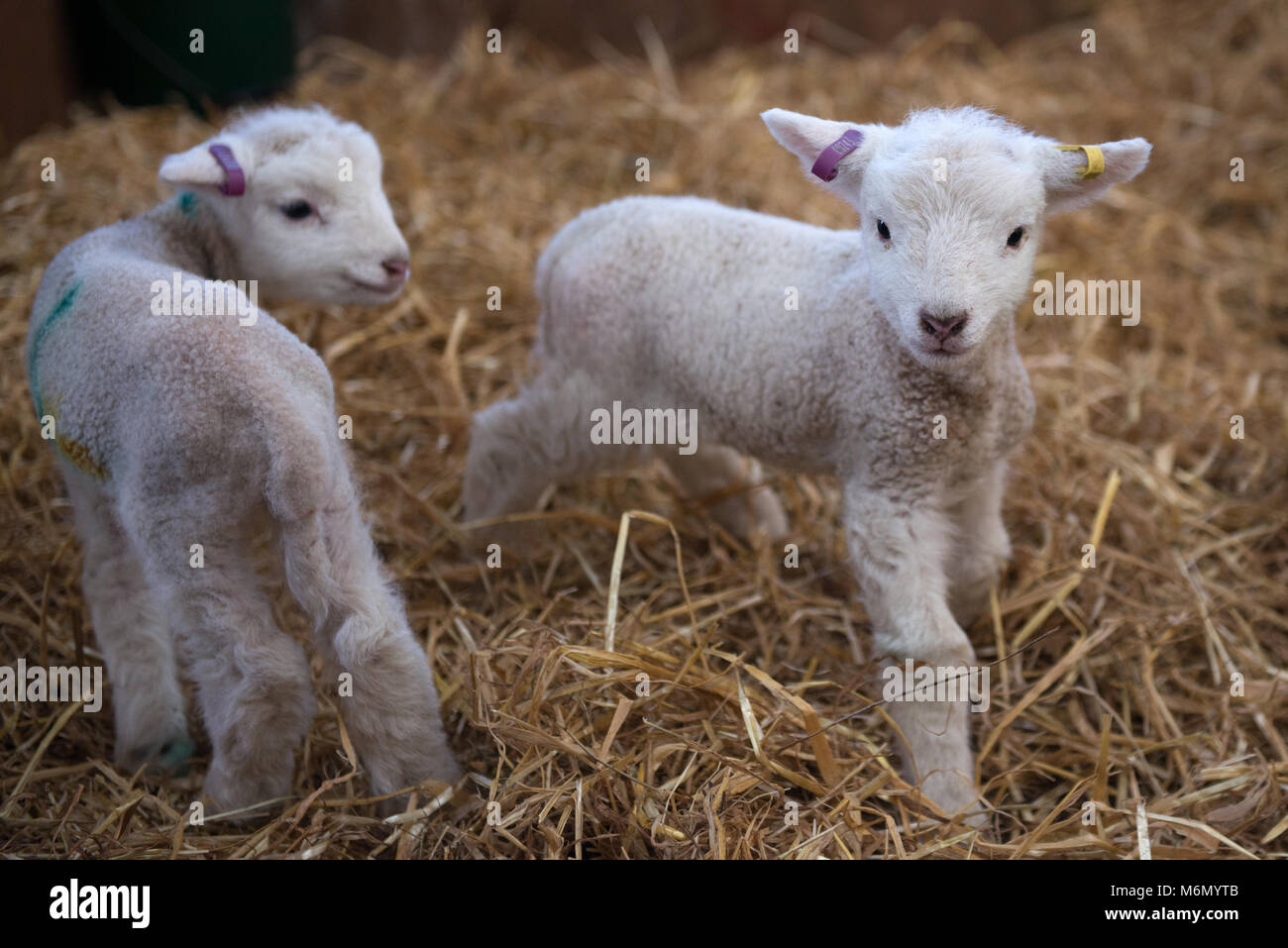 new born baby lambs Stock Photo Alamy
