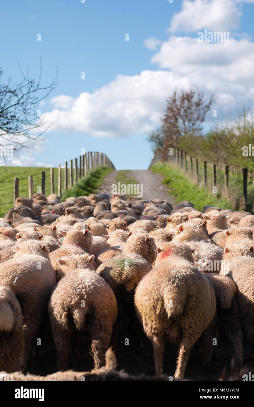 Sheep herding hires stock photography and images Alamy