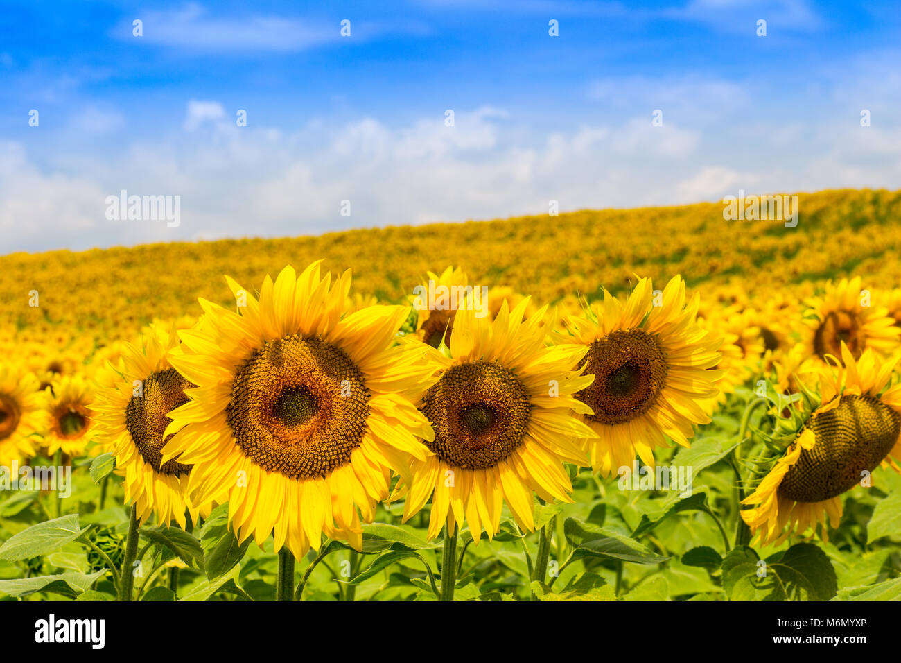 Sunflower field over cloudy blue sky (Helianthus annuus Stock Photo - Alamy