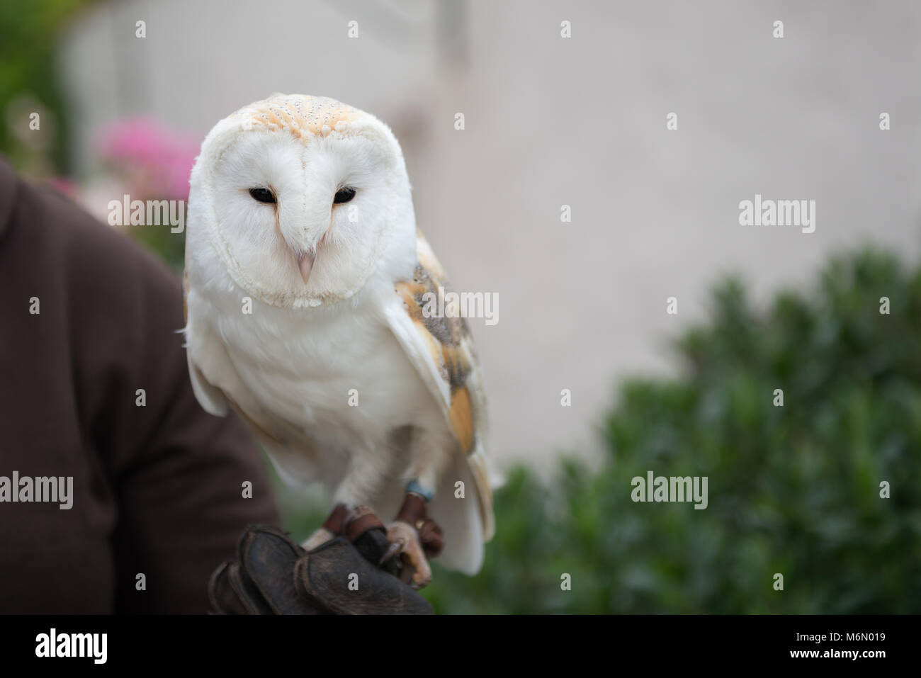 Snowy White Barn Owl Looking Stock Photo 176252645 Alamy