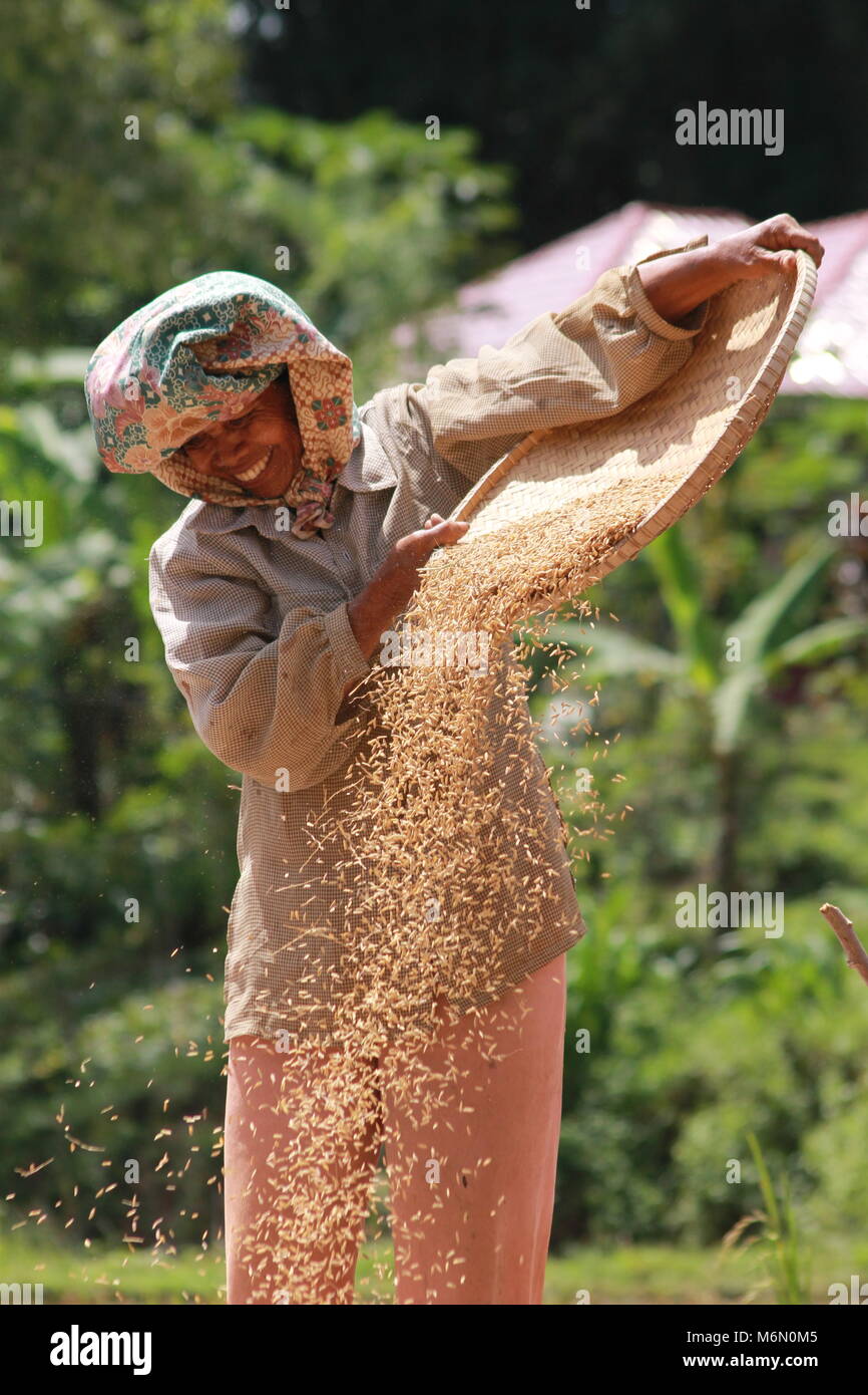 Grain de riz cru Banque de photographies et d'images à haute résolution -  Alamy