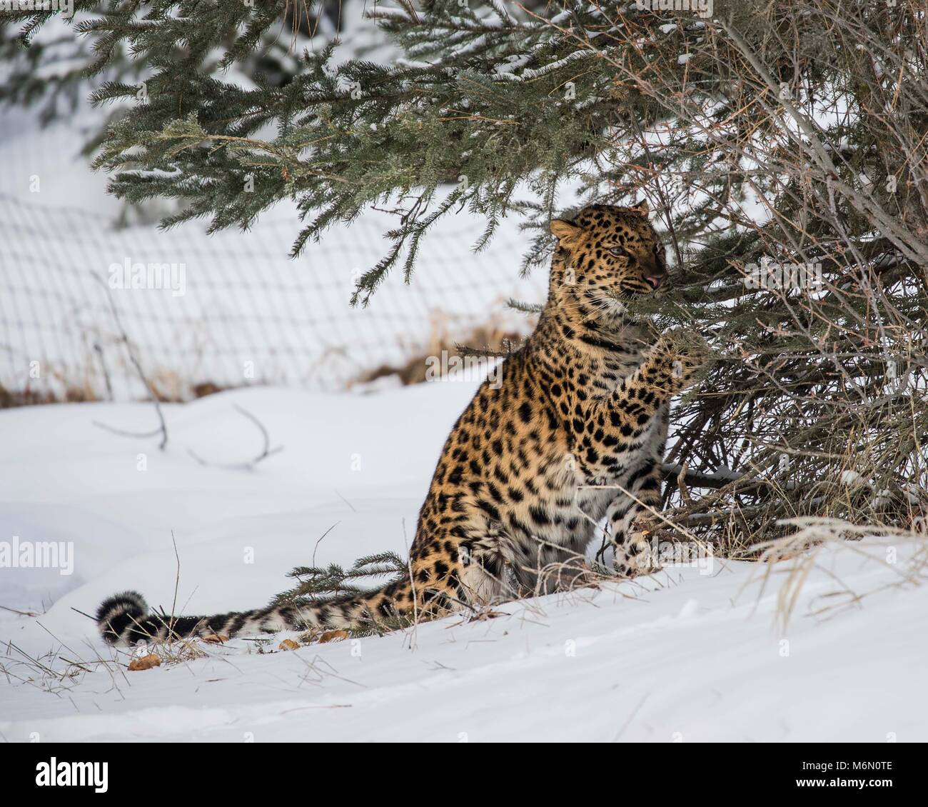 Amur Leopard at Triple D Game Farm Stock Photo Alamy