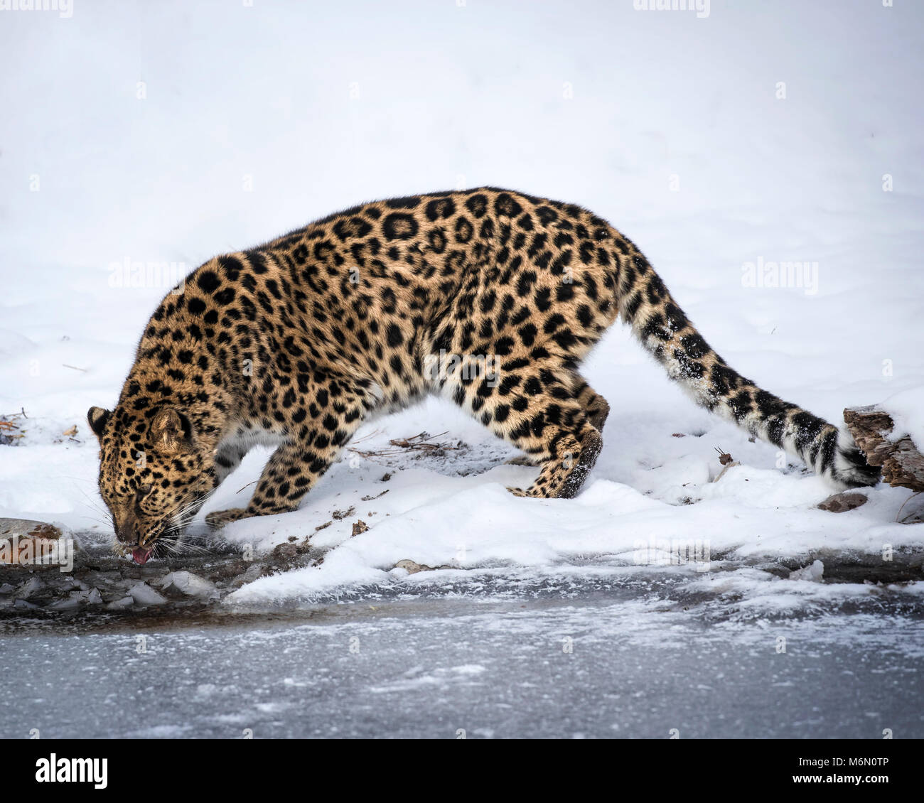 Amur Leopard at Triple D Game Farm Stock Photo Alamy
