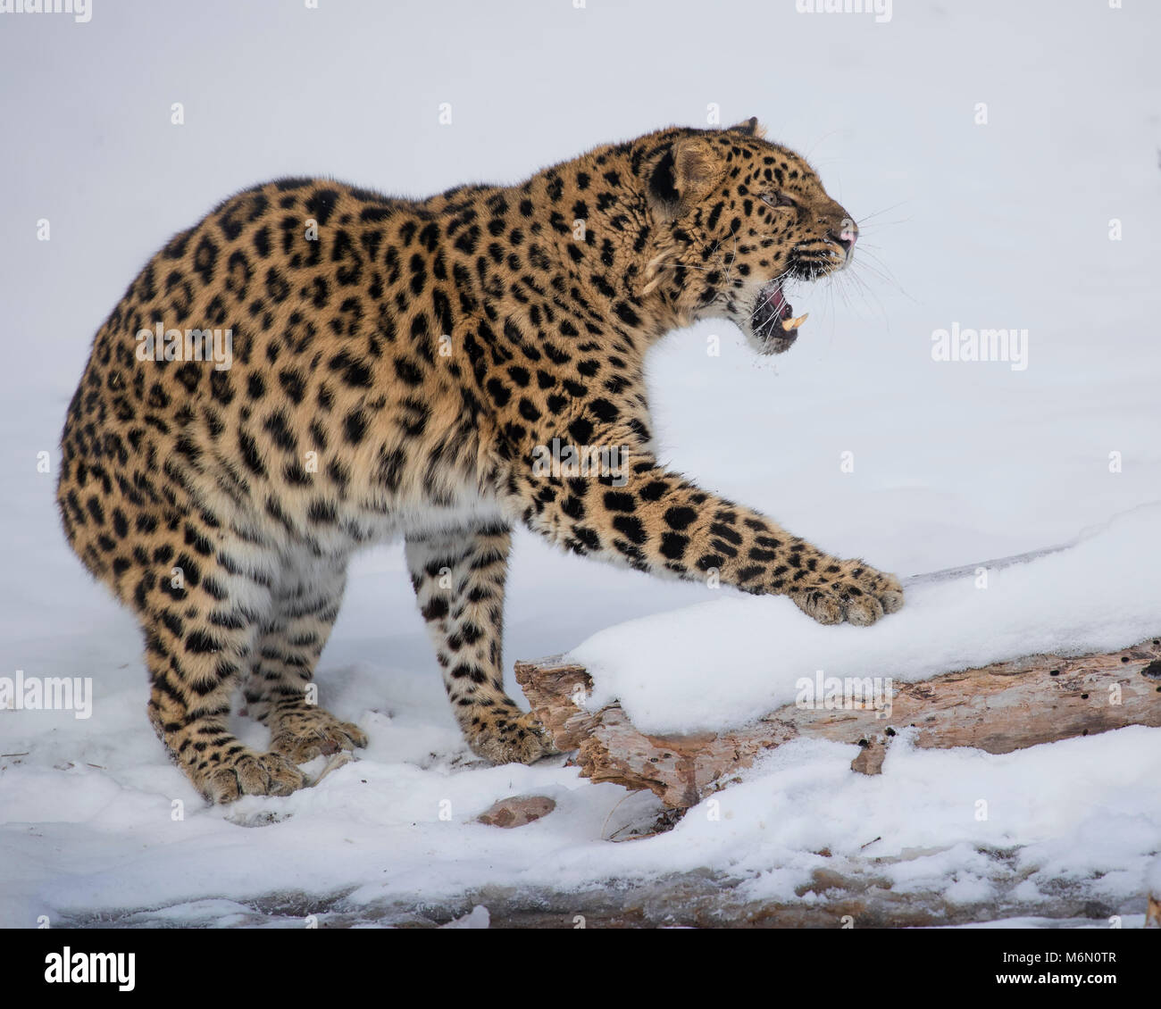 Amur Leopard at Triple D Game Farm Stock Photo Alamy