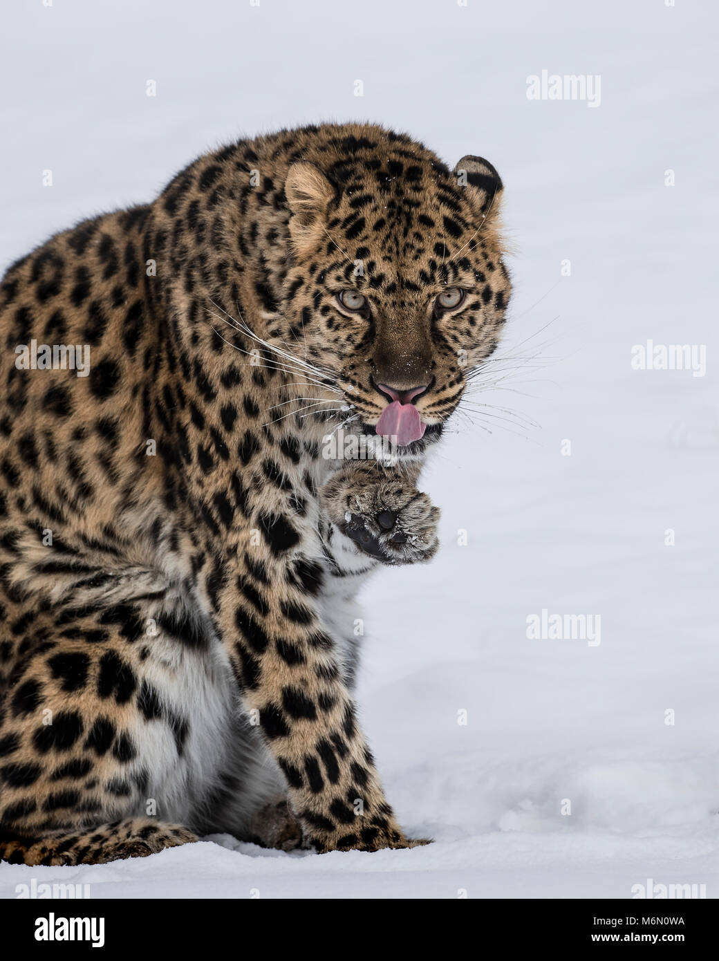 Amur Leopard at Triple D Game Farm Stock Photo Alamy