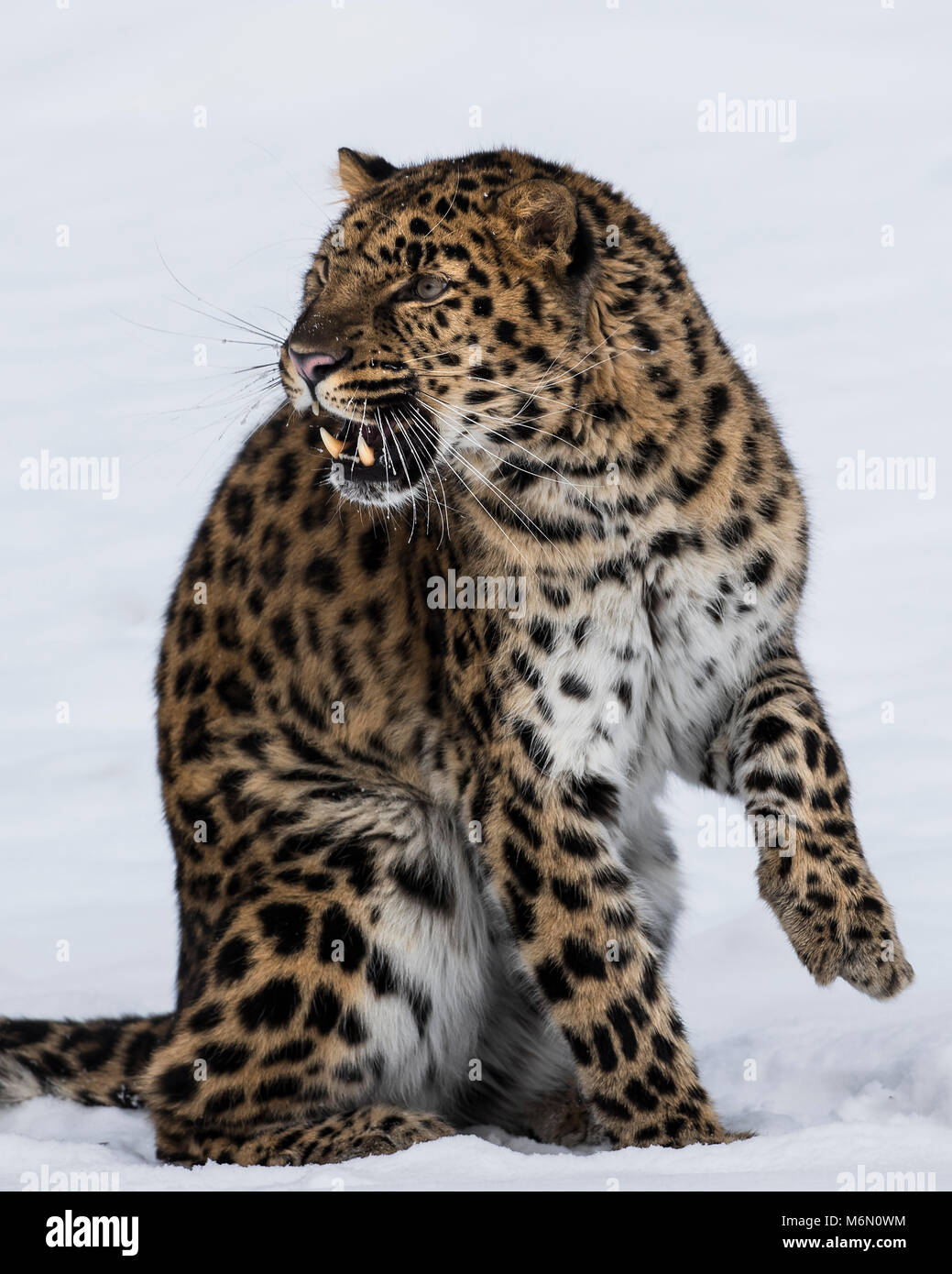 Amur Leopard at Triple D Game Farm Stock Photo Alamy