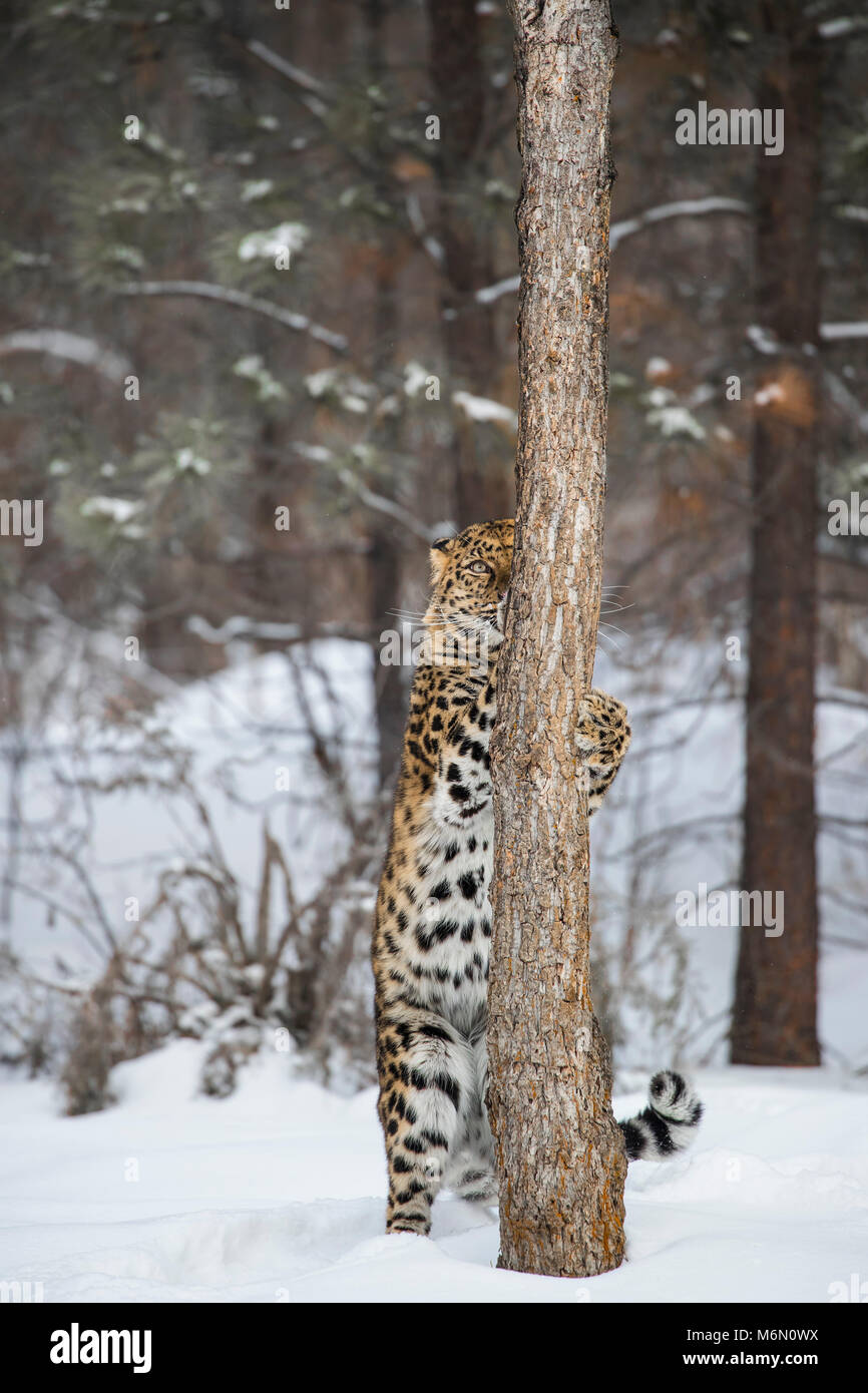 Amur Leopard at Triple D Game Farm Stock Photo Alamy