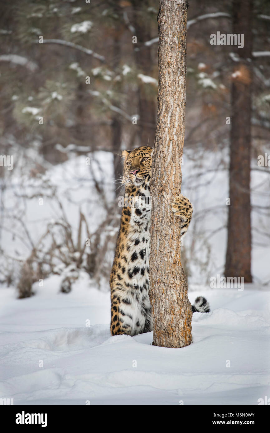 Amur Leopard at Triple D Game Farm Stock Photo Alamy