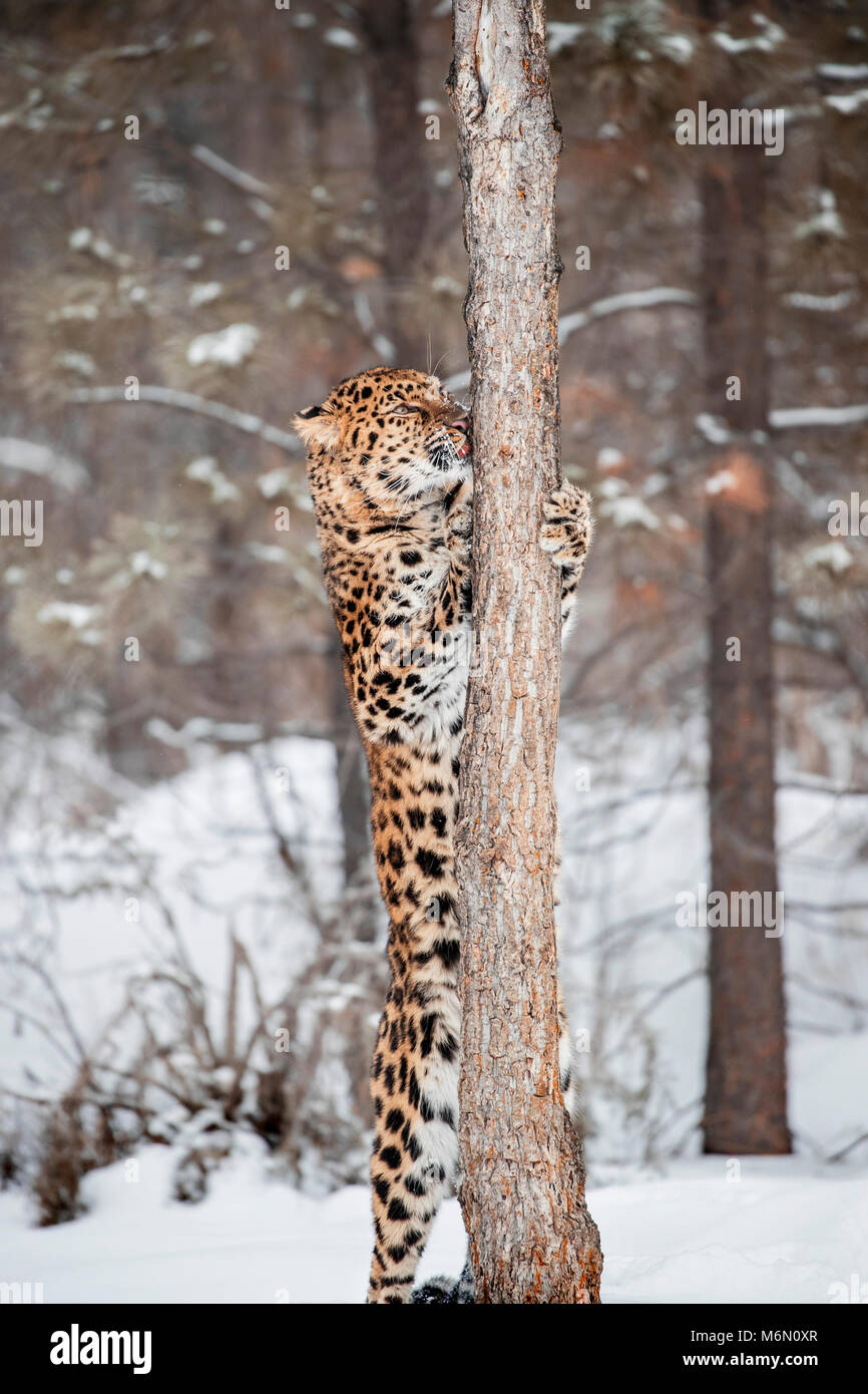 Amur Leopard at Triple D Game Farm Stock Photo Alamy