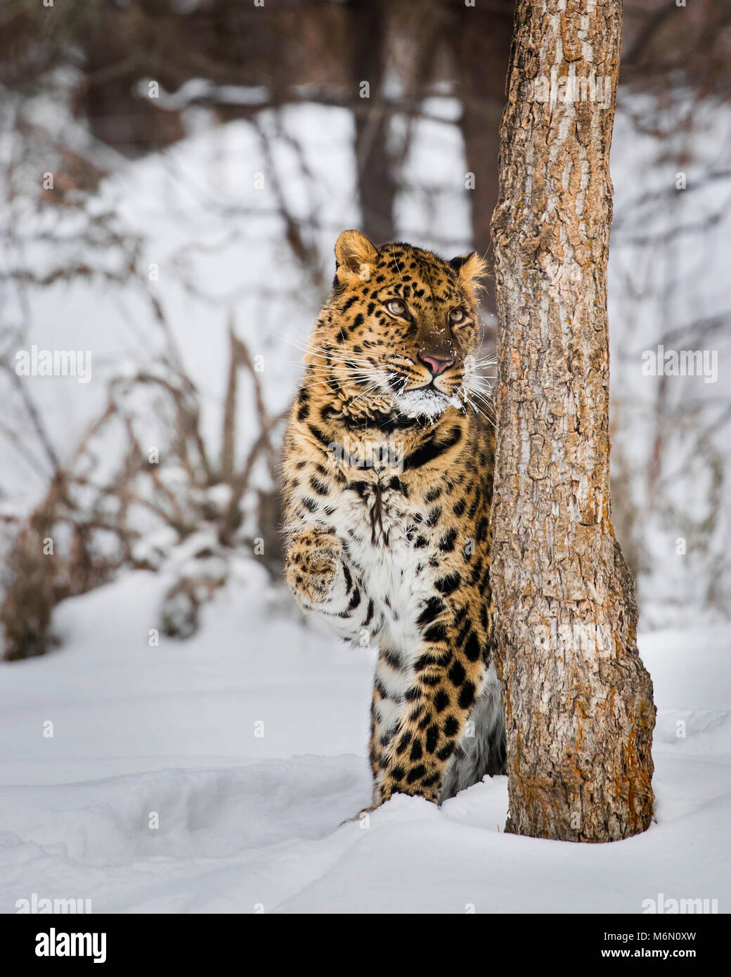 Amur Leopard at Triple D Game Farm Stock Photo Alamy