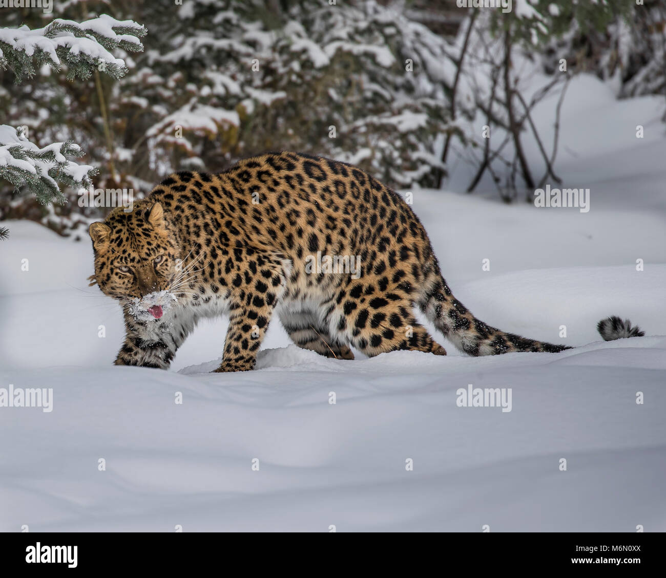 Amur Leopard at Triple D Game Farm Stock Photo Alamy