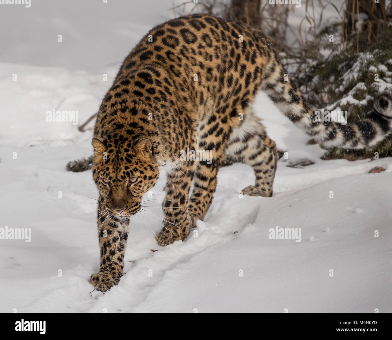 Amur Leopard at Triple D Game Farm Stock Photo Alamy