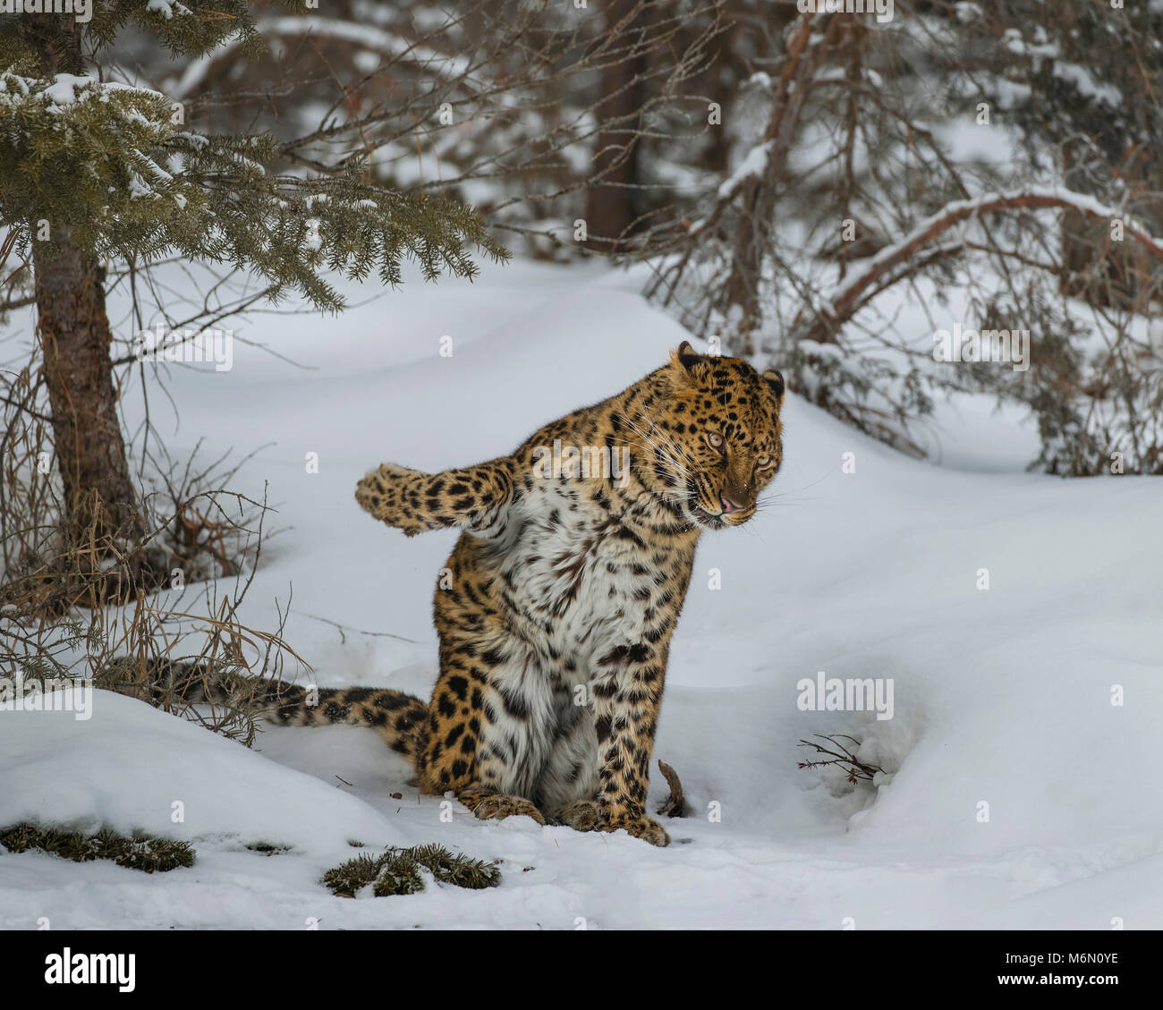 Amur Leopard at Triple D Game Farm Stock Photo Alamy