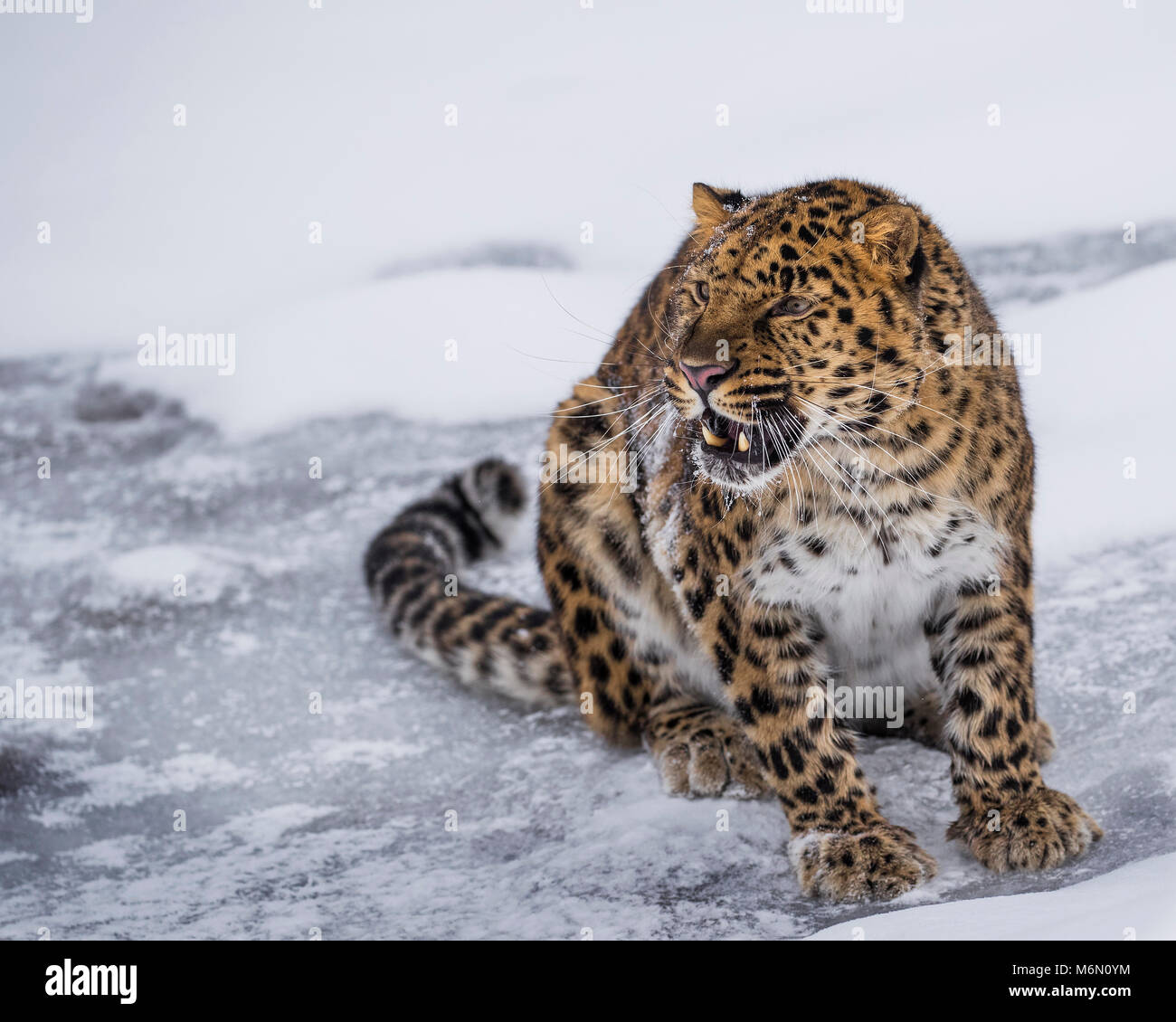 Amur Leopard at Triple D Game Farm Stock Photo Alamy