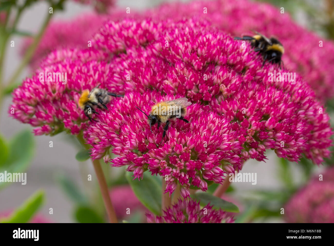 Common Carder bees, bombus pascuorum, pollinating sedum flowers at the Lappa Valley Steam Railway attraction in Cornwall, England, UK Stock Photo