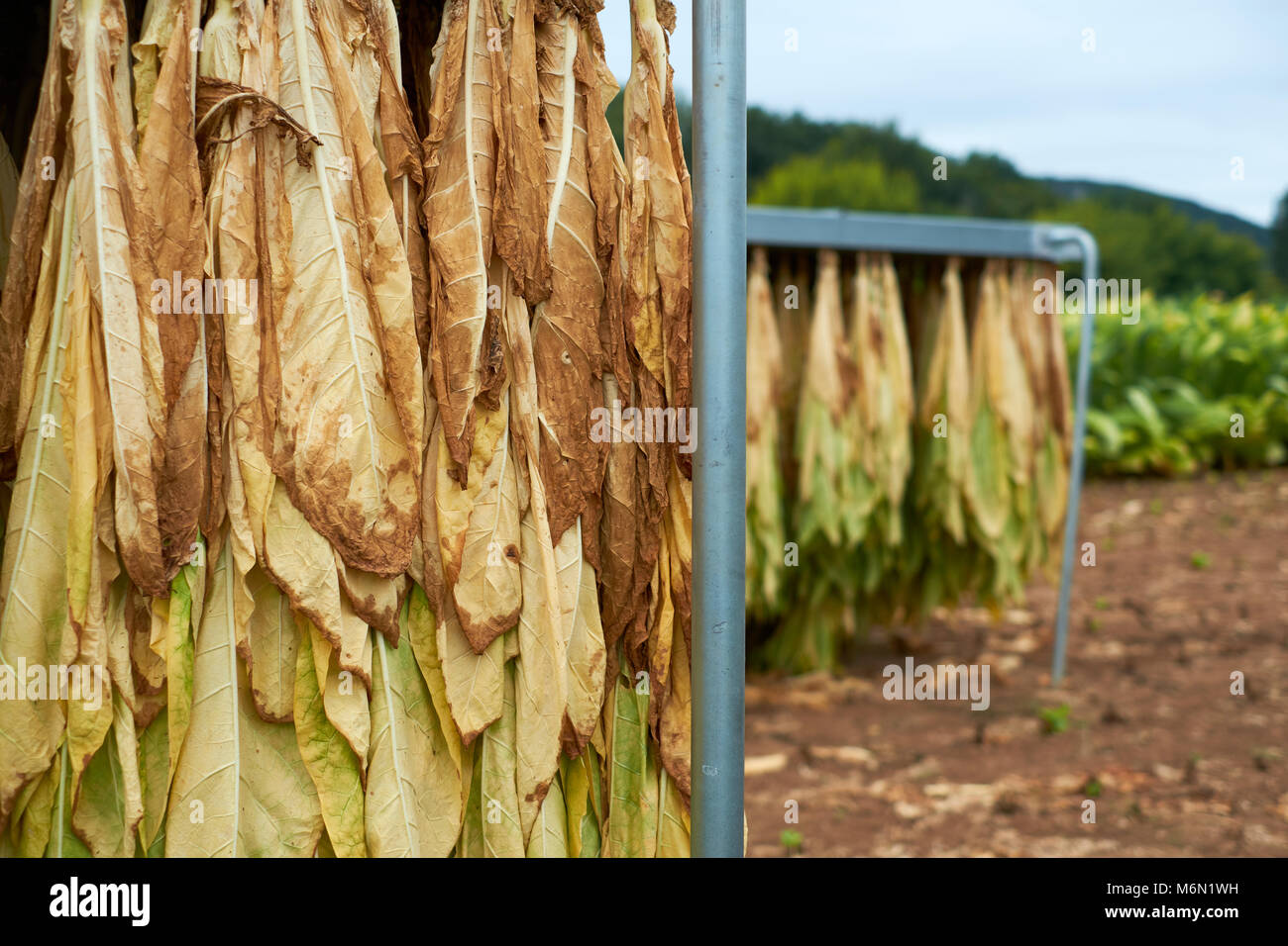 Tobacco leaves hanging out to dry Stock Photo Alamy
