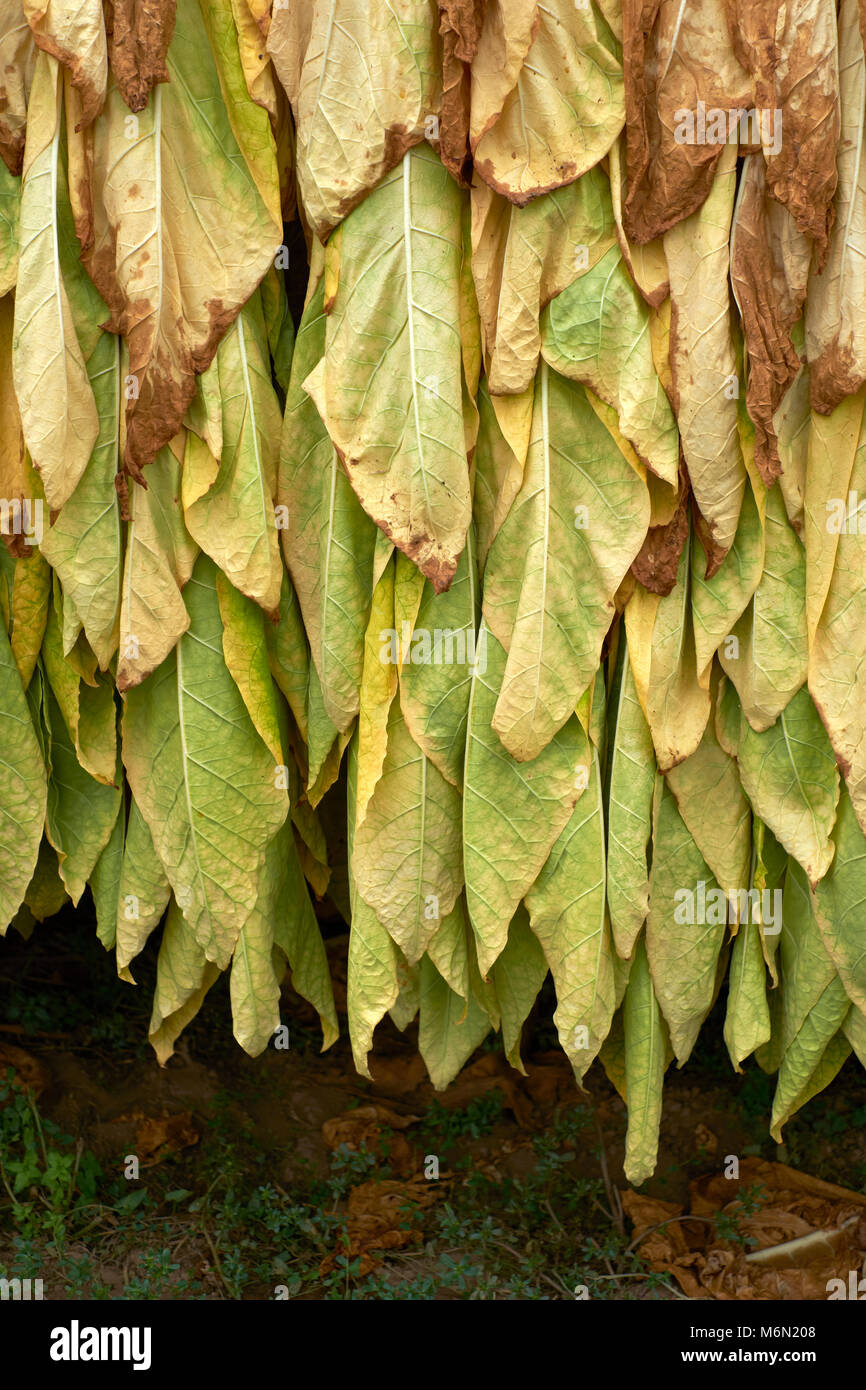 Tobacco leaves hanging out to dry Stock Photo