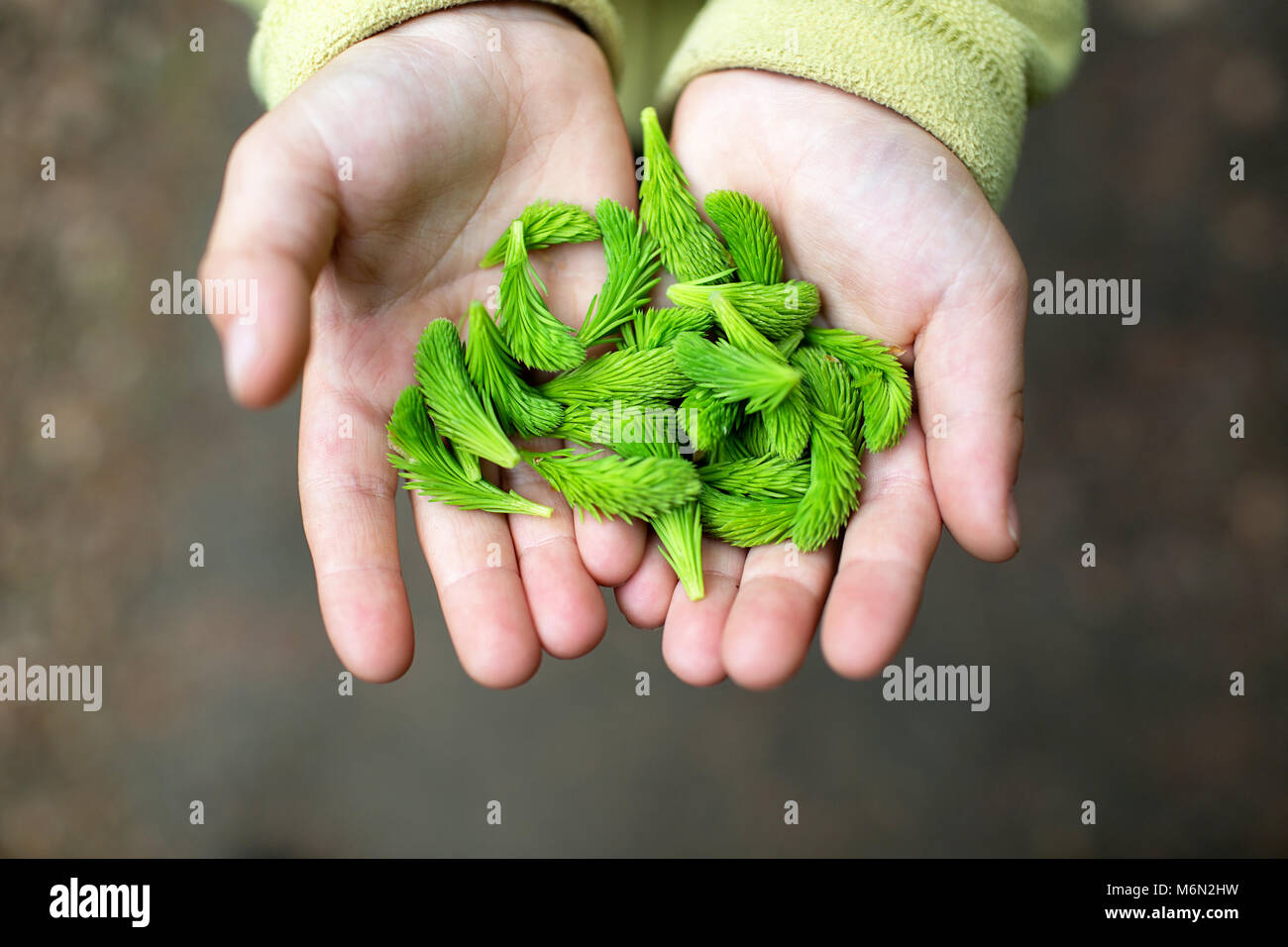 Child holding spruce tips in hands Stock Photo