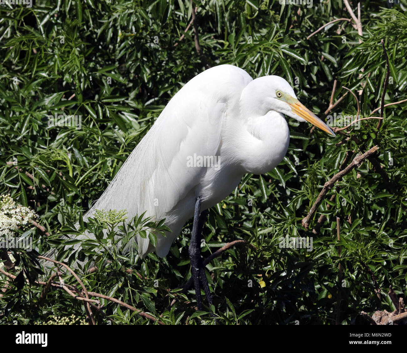 The Great Egret develops long white plumage and a green patch between it's eye and beak during breeding season. Stock Photo